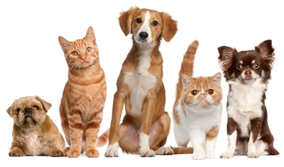 Pets need extra care