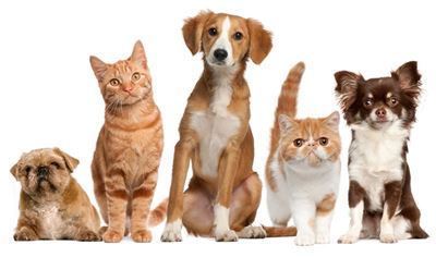 Pets need extra care