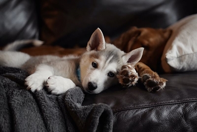 Nestlé wants to bug your pet