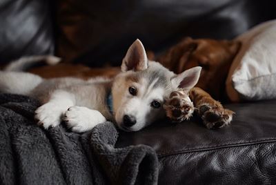 Nestlé wants to bug your pet