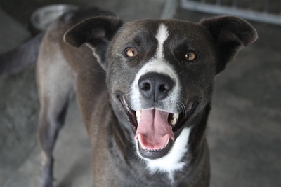 Available for adoption at the SPCA