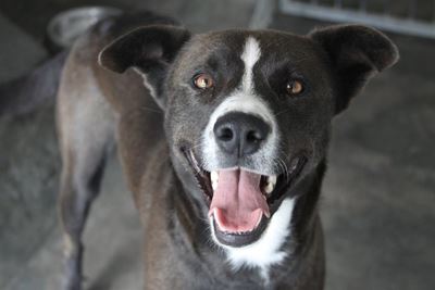 Available for adoption at the SPCA