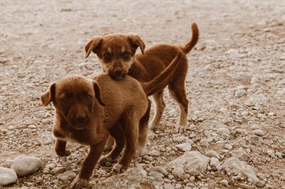 Double your impact and help fight animal cruelty