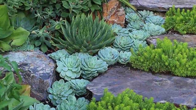 Become water-wise - garden with succulents