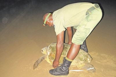 Community’s dedication helps turtles thrive