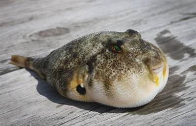 Alert: Pufferfish on beaches