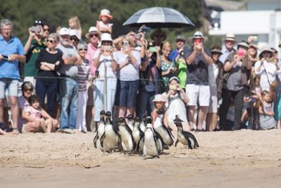 Bye-bye penguins