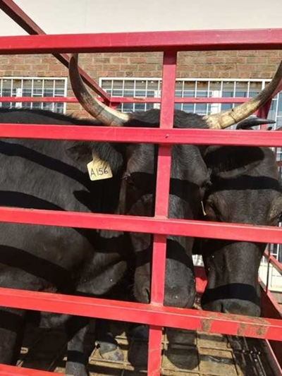 Ban on livestock auctions/shows lifted