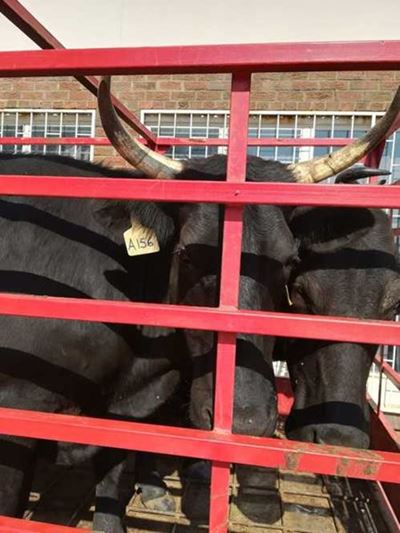 Ban on livestock auctions/shows lifted