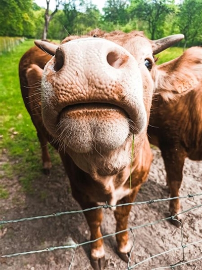 Foot and Mouth Disease detected on Eastern Cape farm