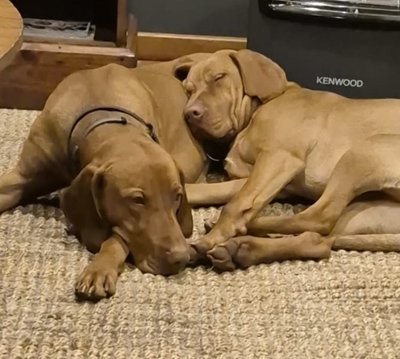 Vizslas vermis in Riversdal-distrik