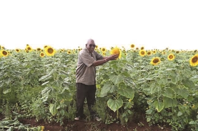 Farmer finds treasure in sunflowers 