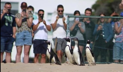 Penguins waddle to freedom