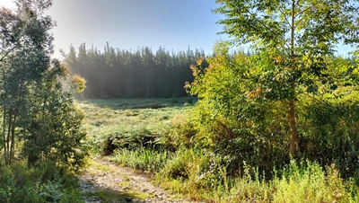 Pepper spray perps strike in forest