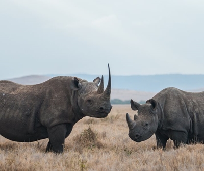 Kenya’s black rhino numbers quadruple since 1984 