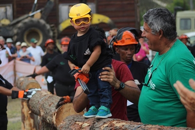 Knysna chainsaw massacre