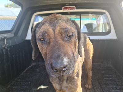 Hungry dog beaten for stealing food