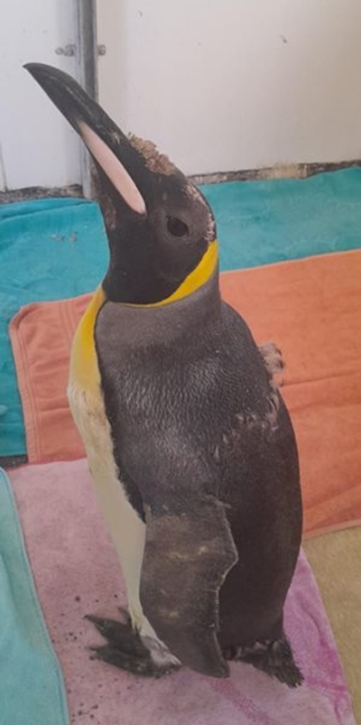 Penguin to be released in a few weeks