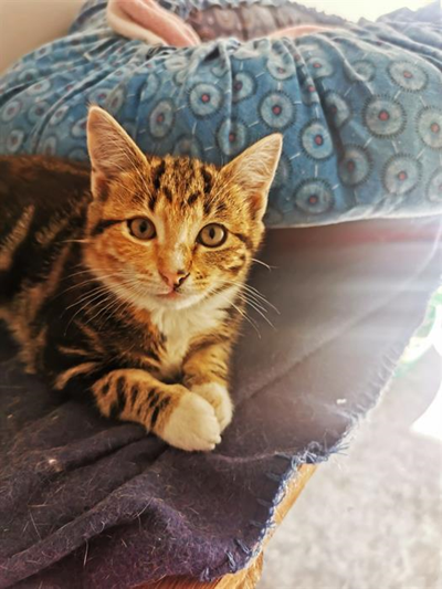 Cats and dogs at the SPCA