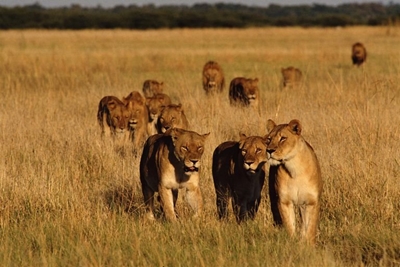 Man (46) mauled to death by lions
