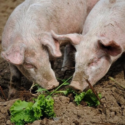 Swine fever still not belly up