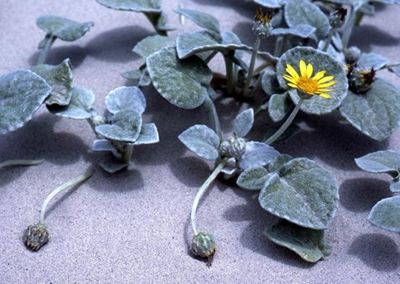 Landscape your coastal garden with beach-dwelling plants