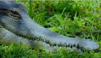 Crocworld goes live during lockdown