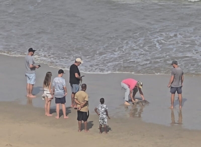 Stingray rescued by local animal lover