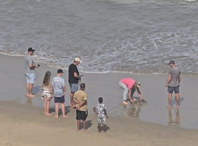 Stingray rescued by local animal lover