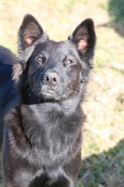 K9 companions at Odin