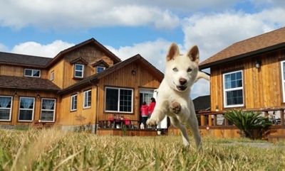 Five ways to make moving easier for your pets