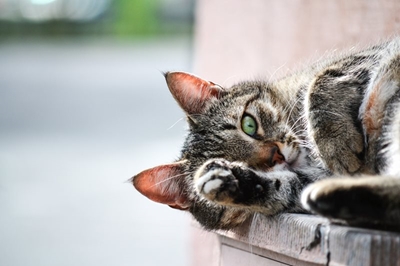 Train your cat, make vet visits less traumatic