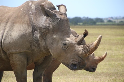 Rhino poached at local game reserve