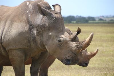 Rhino poached at local game reserve