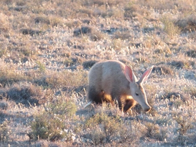 Aardvark spotted during day in Nieu Bethesda