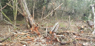 ‘Indiscriminate’ invasive tree clearing criticised