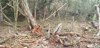 ‘Indiscriminate’ invasive tree clearing criticised
