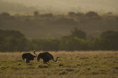 What to Expect from a Safari at Kariega Game Reserve