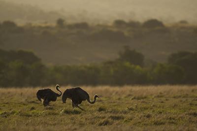 What to Expect from a Safari at Kariega Game Reserve