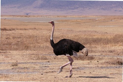 Klein karoo ostrich - Gem