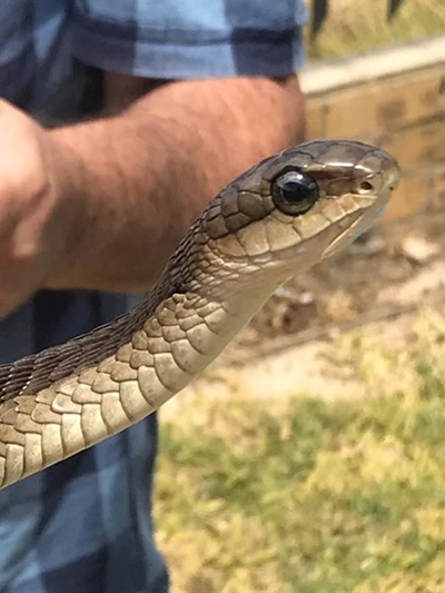 The 'boomslang' explained