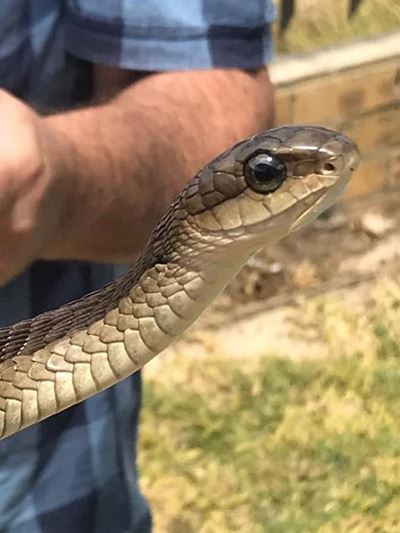 The 'boomslang' explained