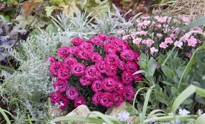 Summer flowering machines