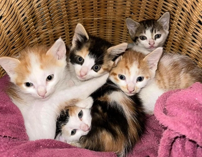 Dogs and cats waiting for homes