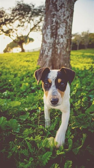 On Pointe for the love of dogs