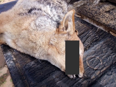 Jack the jackal given burial service