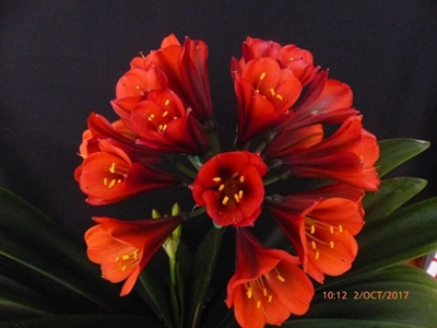 Clivia-liefhebbers genooi 