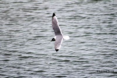 Gull sparks interest in birdwatching
