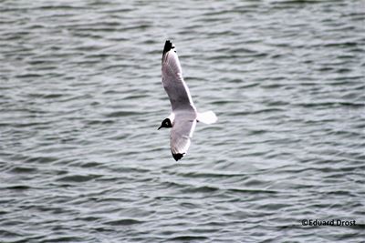 Gull sparks interest in birdwatching