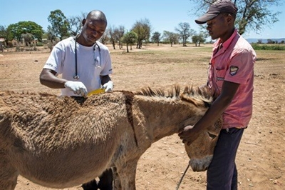 Donkeys put out of their misery in Zimbabwe